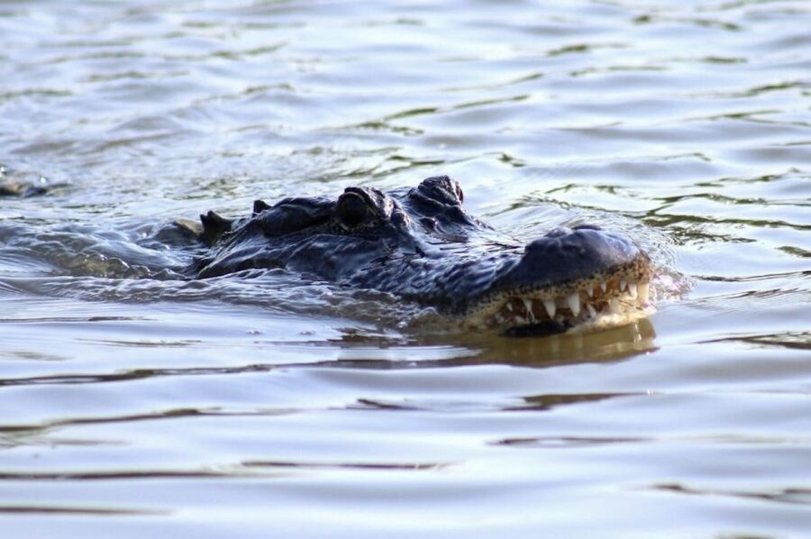 New Orleans: Swamp Tour on Covered Pontoon Boat - The Real Itinerary: From Dock to Wildlife Route and Back