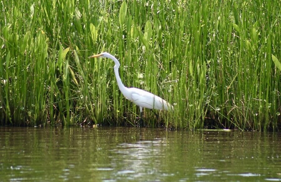 New Orleans: Swamp Tour on Covered Pontoon Boat - 20,000 Acres of Cypress Swamp, What You Will Actually See