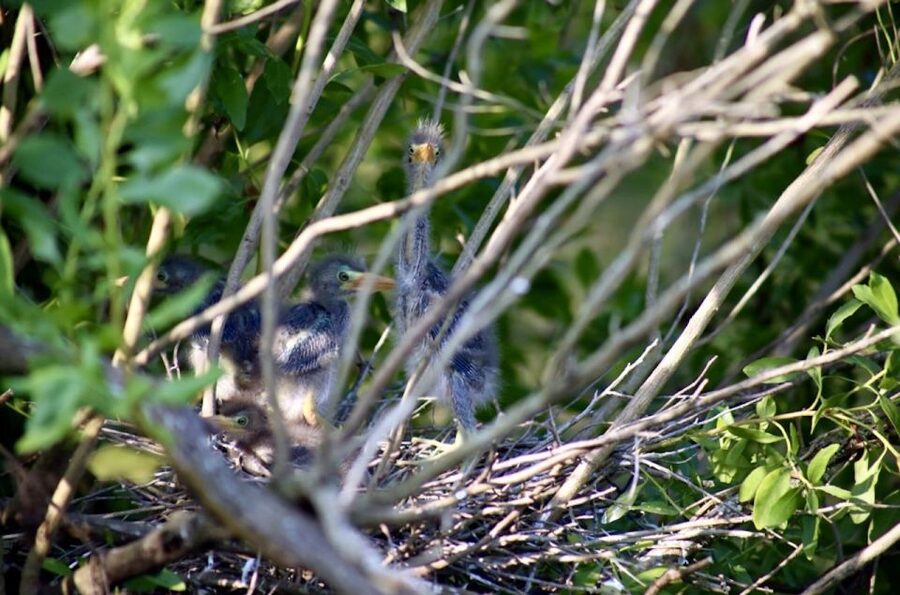 New Orleans: Swamp Tour on Covered Pontoon Boat - Wildlife Spotting Tips From the Guide Style
