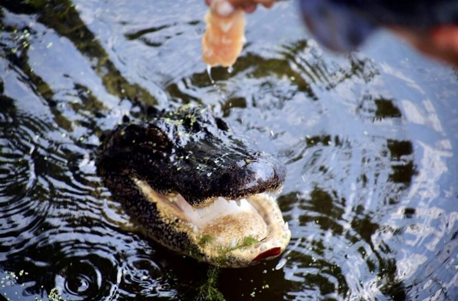 New Orleans: Swamp Tour on Covered Pontoon Boat - Guides and Captains: Cajun Spirit Plus Practical Answers