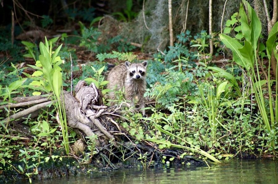 New Orleans: Swamp Tour on Covered Pontoon Boat - Price and Value: What $35 Gets You in the Bayou