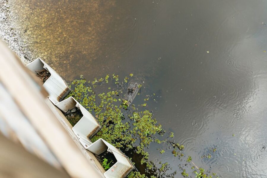 New Orleans: Swamp Zipline Tour - Key Points I’d Plan Around Before You Go