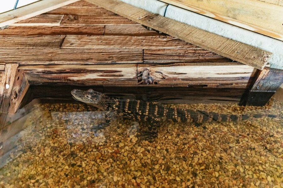 New Orleans: Swamp Zipline Tour - Who Should Book ZipNOLA, and Who Should Skip