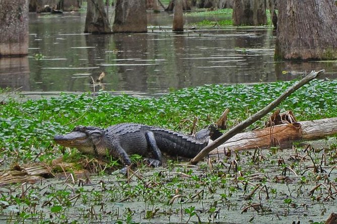 Oak Alley Plantation and Swamp Boat Tour from New Orleans - Price, Inclusions, and How This Compares as a Value