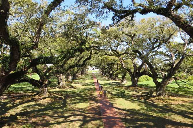 Oak Alley Plantation Half-Day Tour from New Orleans - Oak Alley in One Half Day, Without the Car Stress