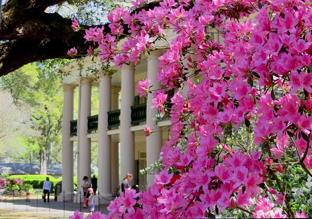 Oak Alley Plantation Tour with Transportation from New Orleans - Getting Out of the French Quarter: Coach Ride, River Road Views, and Storytelling