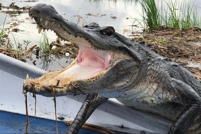 Small-Group Airboat Swamp Tour with Downtown New Orleans Pickup - The airboat ride itself: 1 hour 40 minutes of fast bursts and calm searching