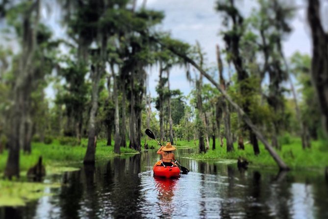 Small-Group Manchac Swamp Kayak Tour - Manchac and Maurepas: why this swamp paddle feels like a reset