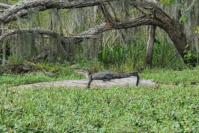 Small-Group Manchac Swamp Kayak Tour - The 740 N Rampart St meeting point and real-world timing