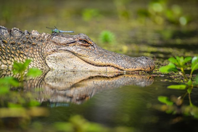 Small-Group Manchac Swamp Kayak Tour with Local Guide - Why the Manchac Swamp Kayak Route Feels Like a Real Break From New Orleans